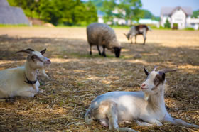 翡翠之庄関連施設、アニマルセラピー