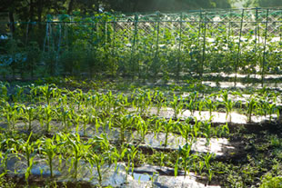 翡翠之庄関連施設、貸別荘ガゼボイメージ