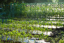 翡翠之庄自家菜園