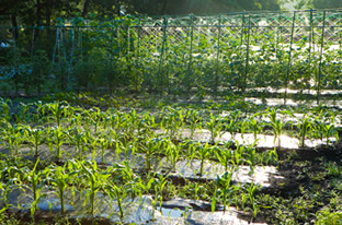 カワセミ自家菜園場